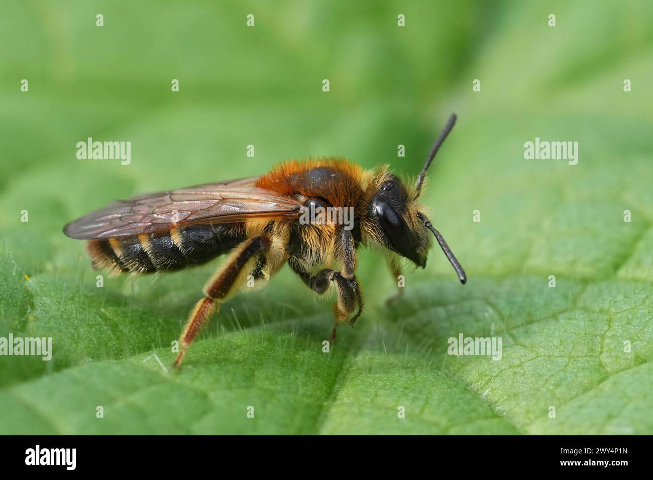 Gros plan naturel sur une femme mineuse Mellow, Andrena mitis assise sur une feuille verte Banque D'Images