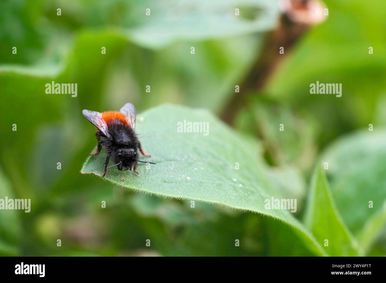 Gros plan naturel sur une abeille mason de verger européenne femelle, Osmia cornuta, assise sur une feuille verte dans le jardin Banque D'Images