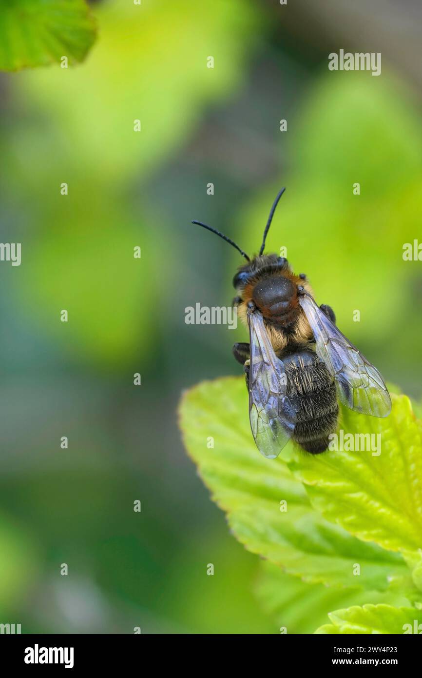 Gros plan vertical naturel sur une abeille minière femelle de chocolat, Andrena scotica assise dans une végétation verte Banque D'Images