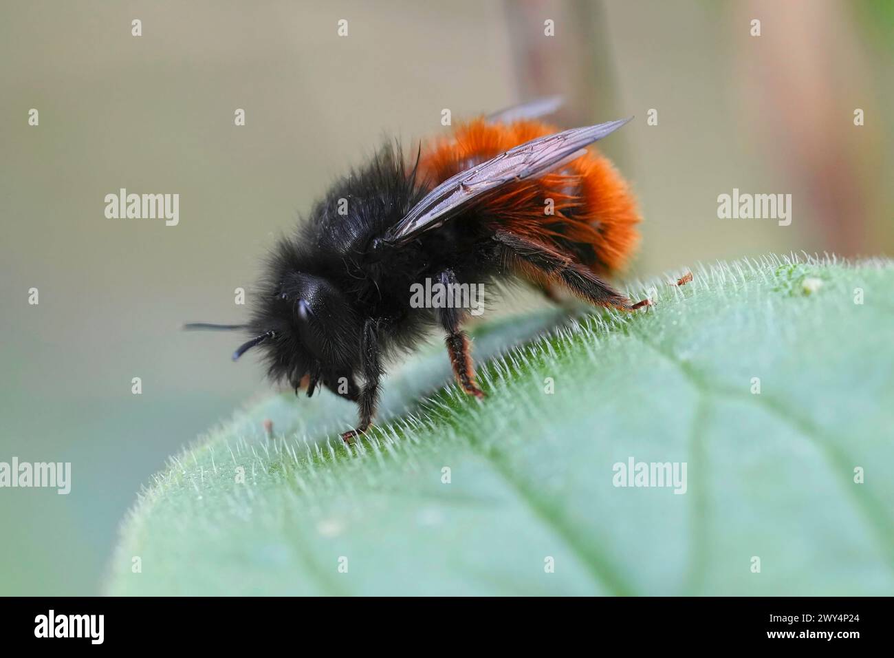 Gros plan naturel sur une abeille mason de verger européenne femelle, Osmia cornuta, assise sur une feuille verte dans le jardin Banque D'Images