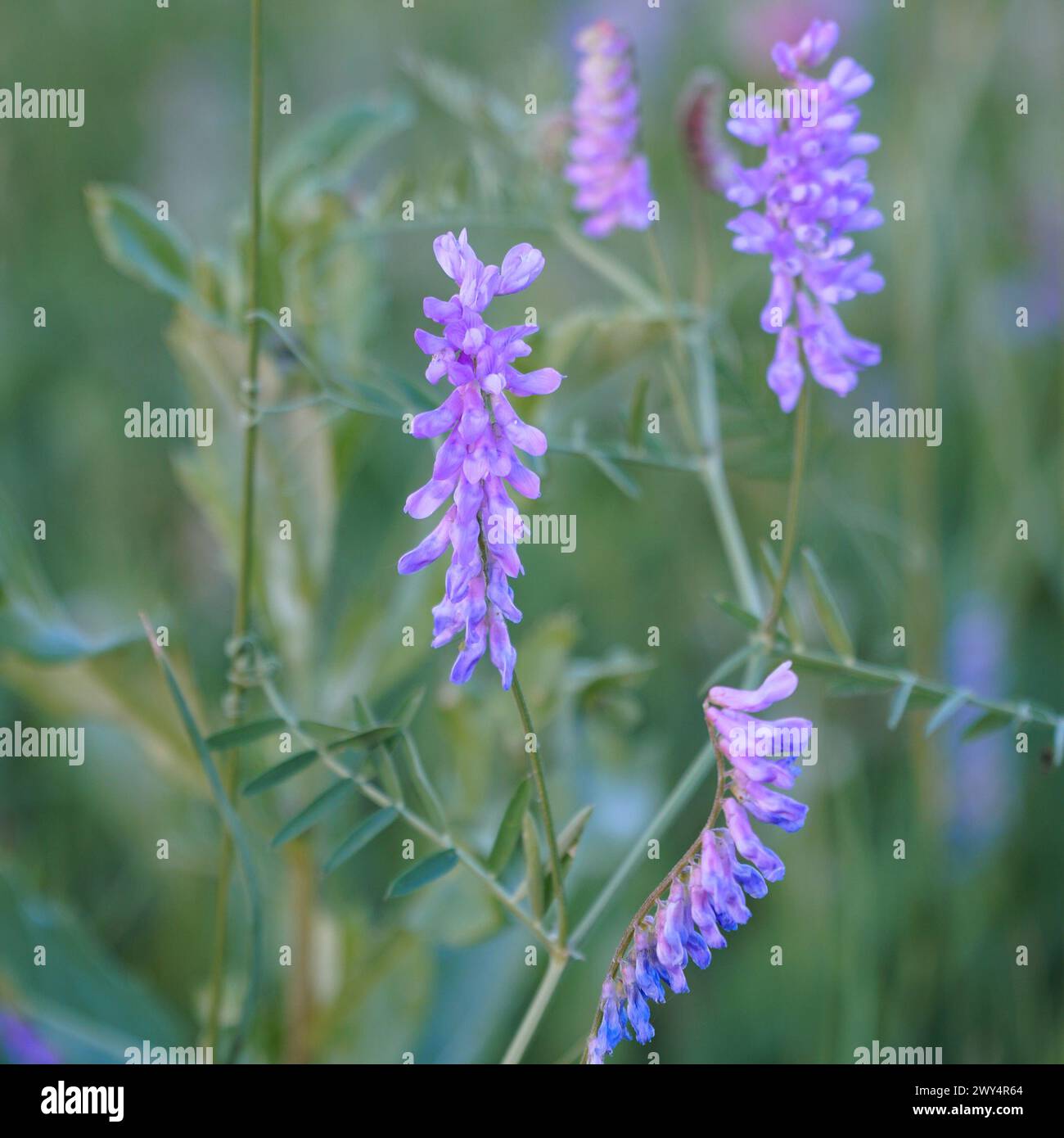 Plante sauvage avec fleurs violettes-bleues Vicia cracca Banque D'Images