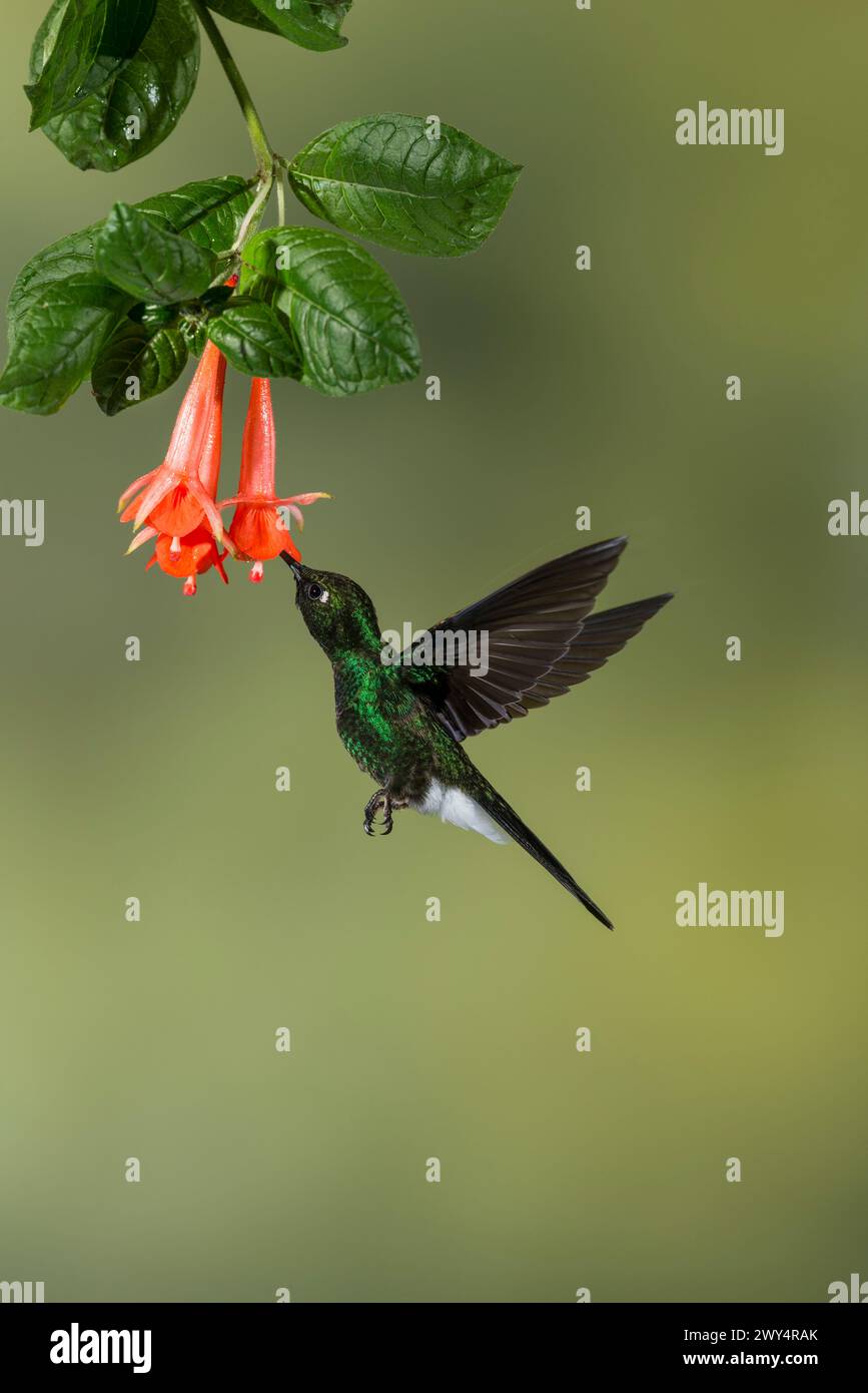 Tourmaline Sunangel (Heliangelus exortis) colibris se nourrissant de fleurs, Équateur, Amérique du Sud - photo stock Banque D'Images