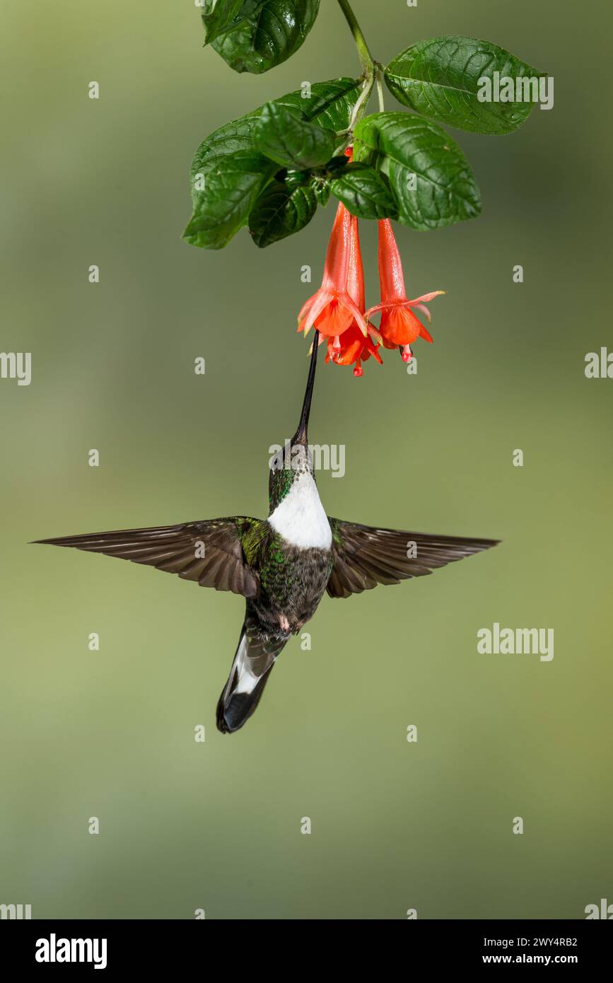 Inca à collier (Coeligena torquata) se nourrissant de fleurs tropicales, Équateur - photo stock Banque D'Images