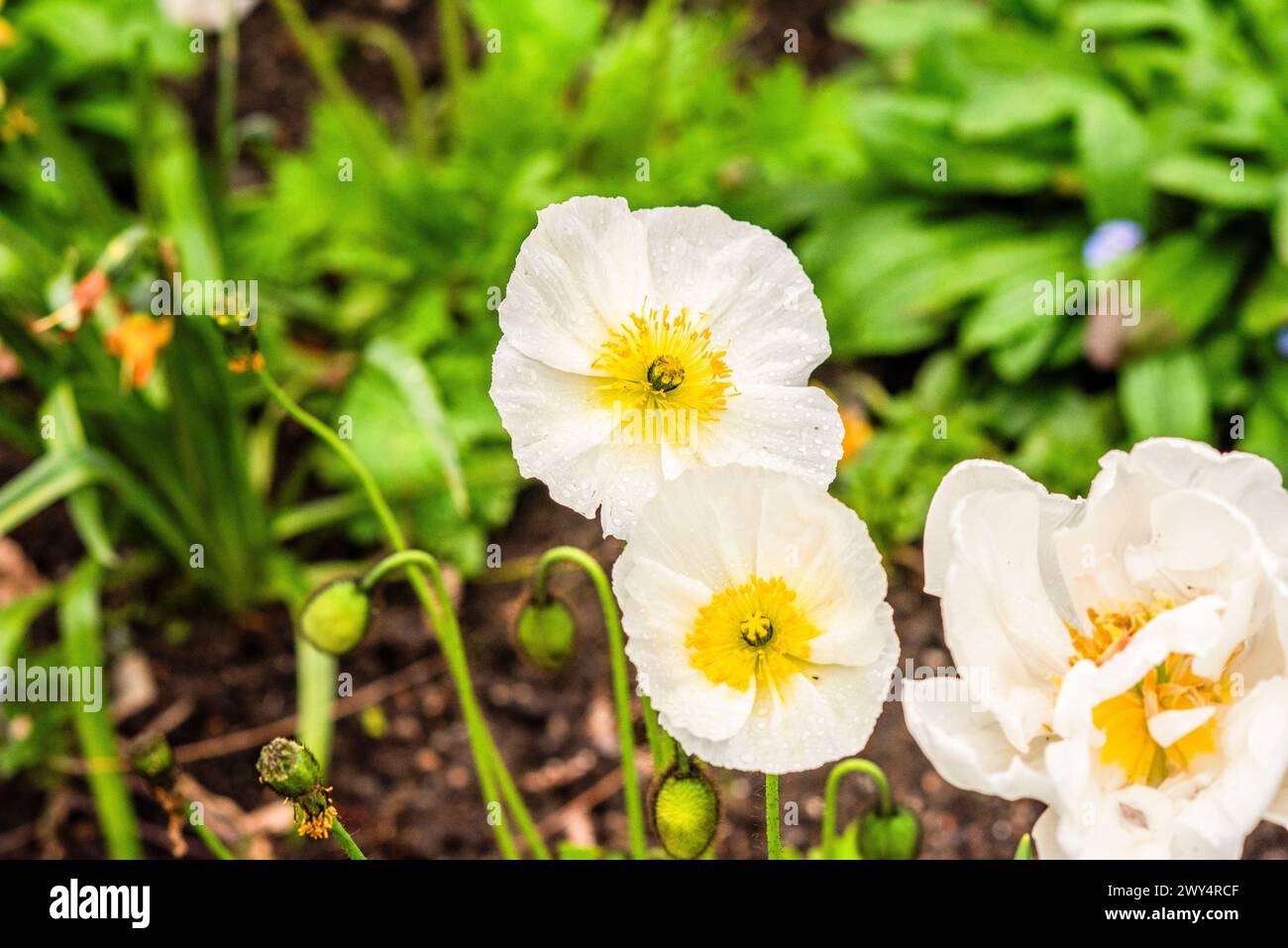 Fleur de pavot poussant dans un jardin au printemps. Banque D'Images