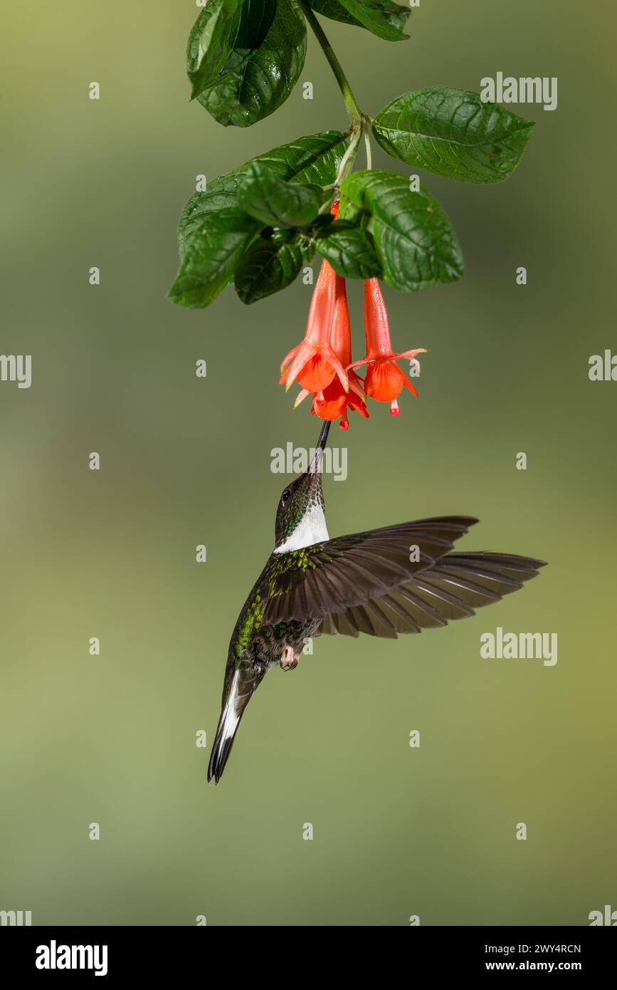 Inca à collier (Coeligena torquata) se nourrissant de fleurs tropicales, Équateur - photo stock Banque D'Images