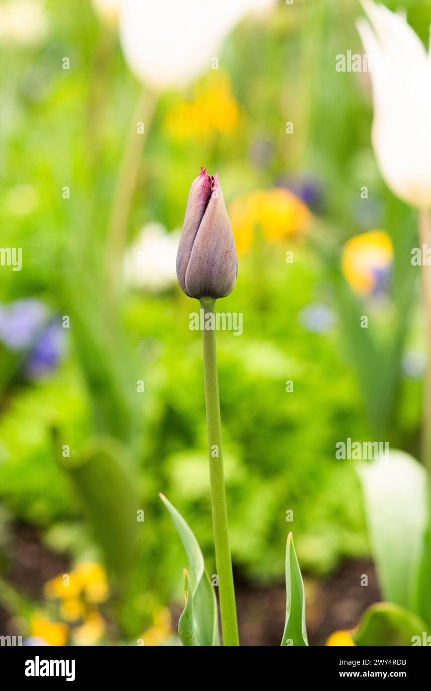 Tulipe poussant dans le jardin dans un pré de fleurs au printemps. Banque D'Images