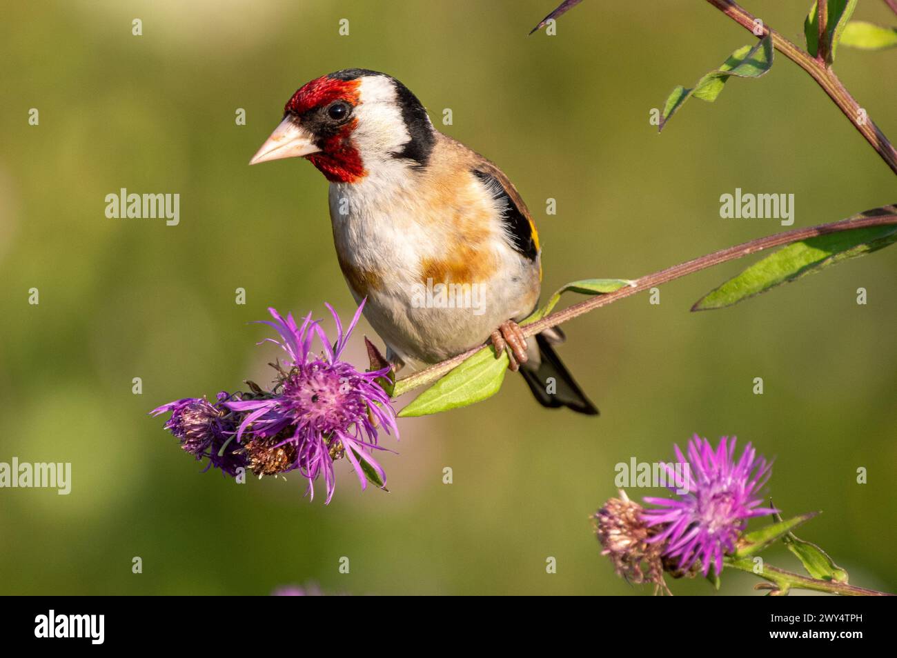 Plan de mise au point sélective d'un oiseau orangé perché sur une branche d'arbre Banque D'Images