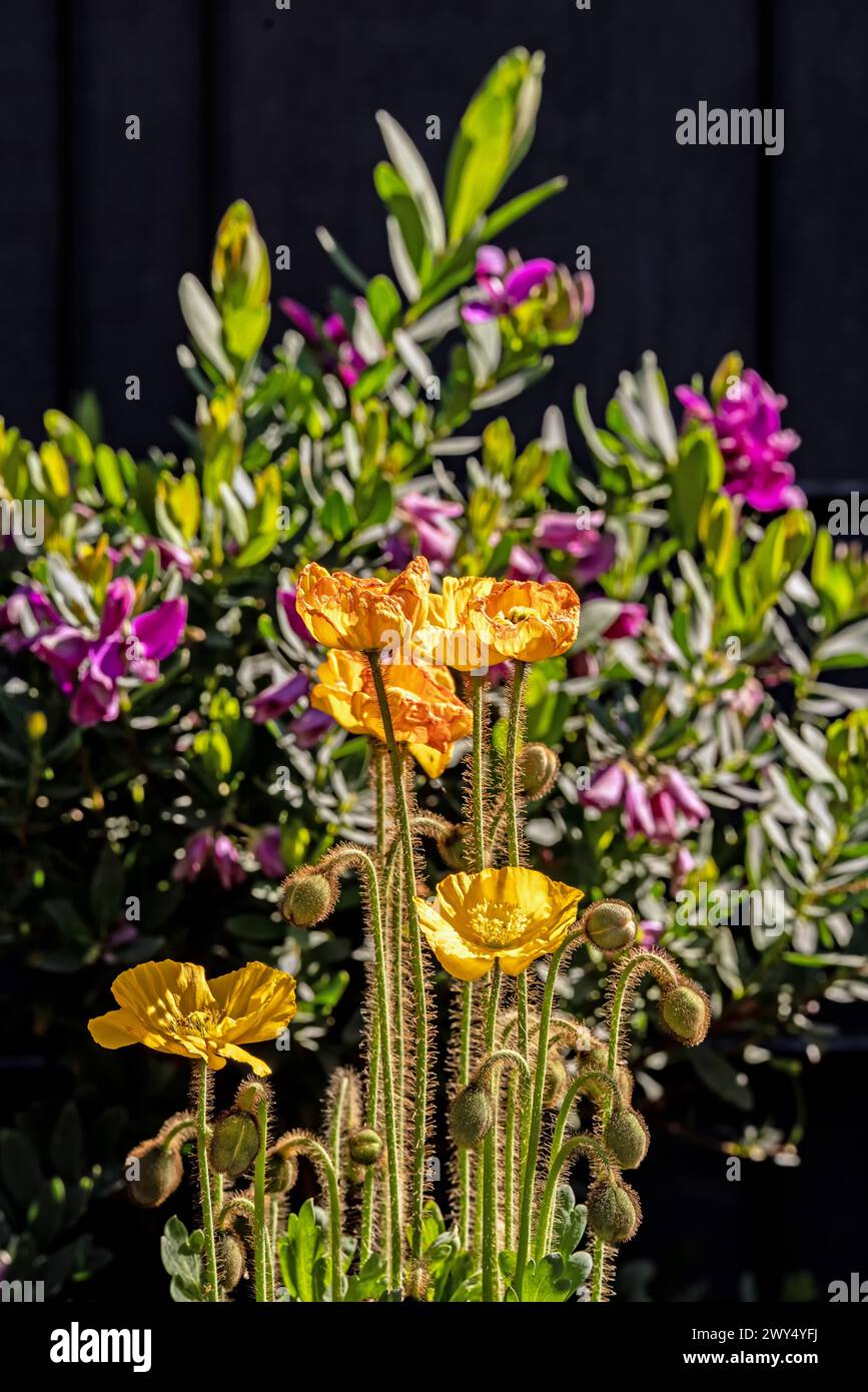 Fleurs jaunes dans le vase sur la table à côté des plantes vertes Banque D'Images Fleurs jaunes dans le vase sur la table à côté des plantes vertes Banque D'Images