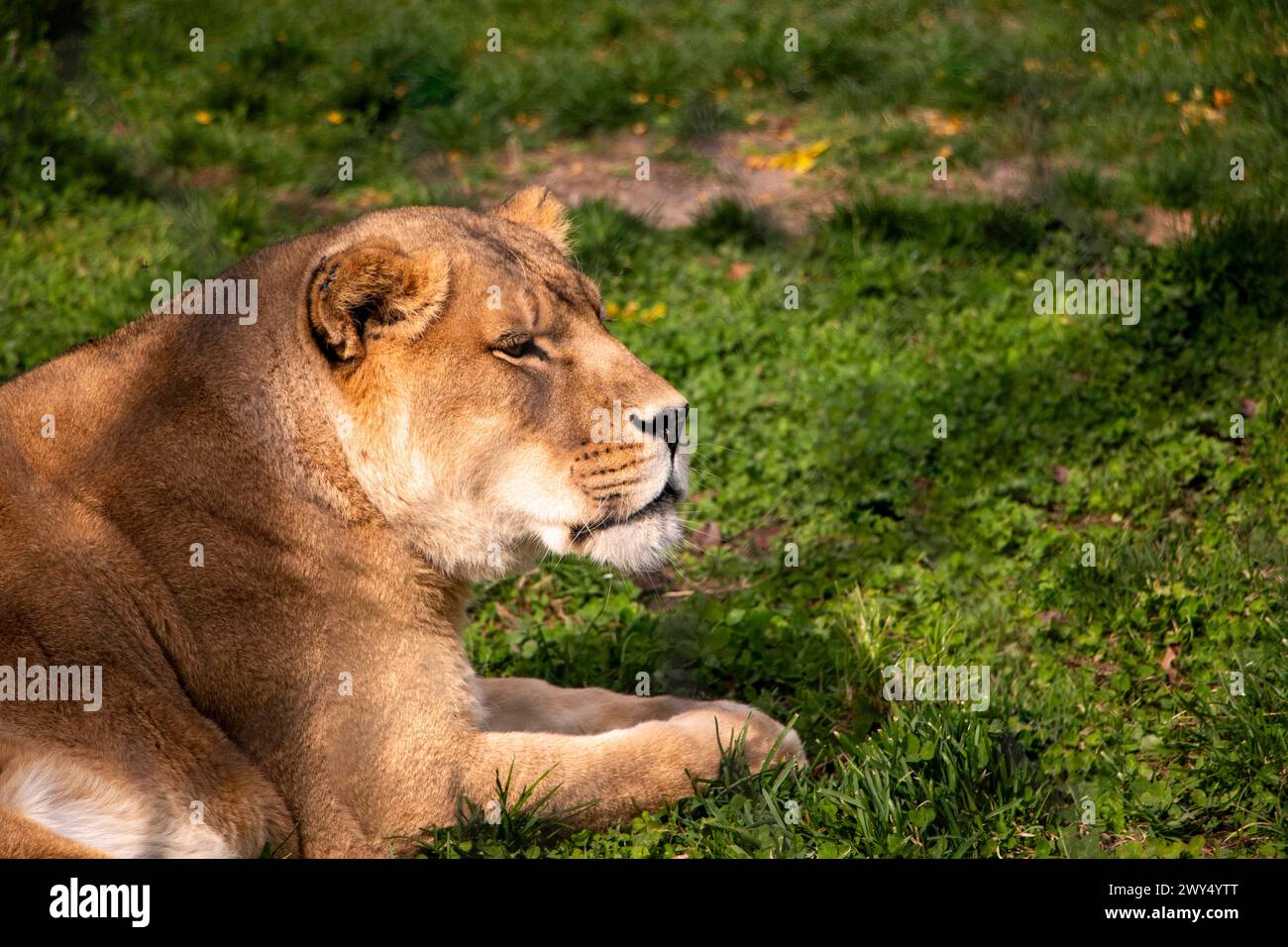 Un lion solitaire reposant dans l'herbe. Banque D'Images