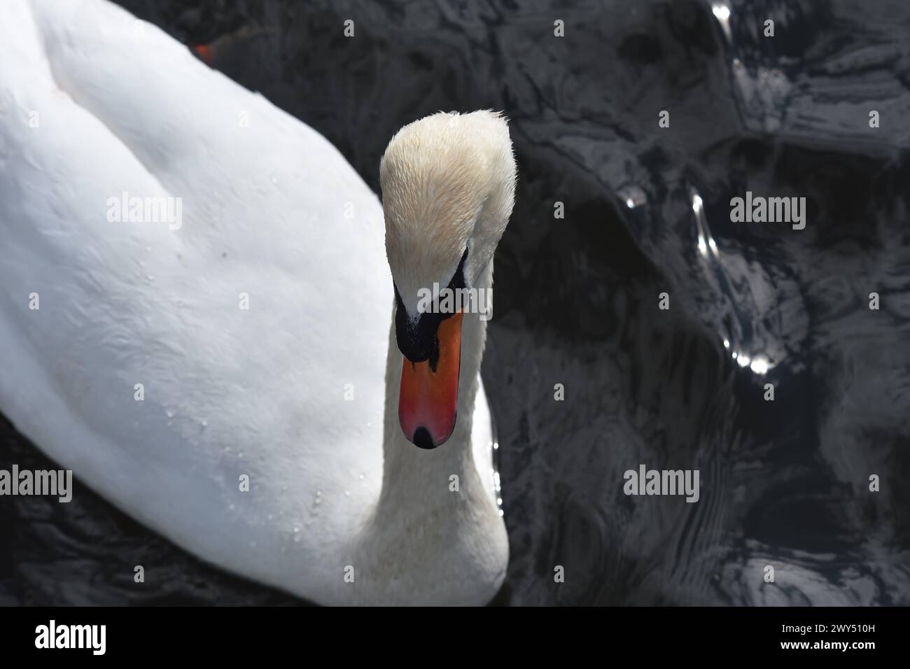 Gros plan sur la tête de cygne Banque D'Images