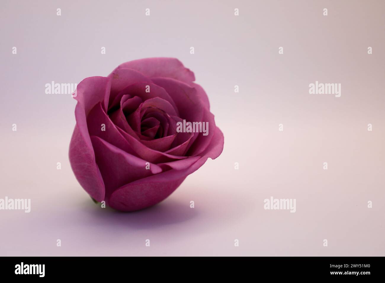 Une rose violette solitaire sur une surface simple contre un fond clair Banque D'Images