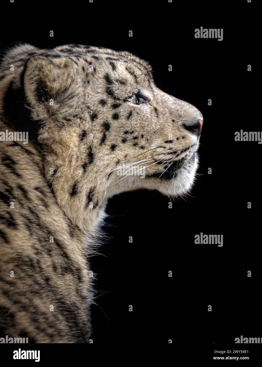 Un superbe profil de léopard des neiges ZOO DE CHESTER, ANGLETERRE des images INCROYABLES montrent le tout premier léopard des neiges du zoo de Chester s'acclimatant à sa nouvelle maison sur la fi Banque D'Images