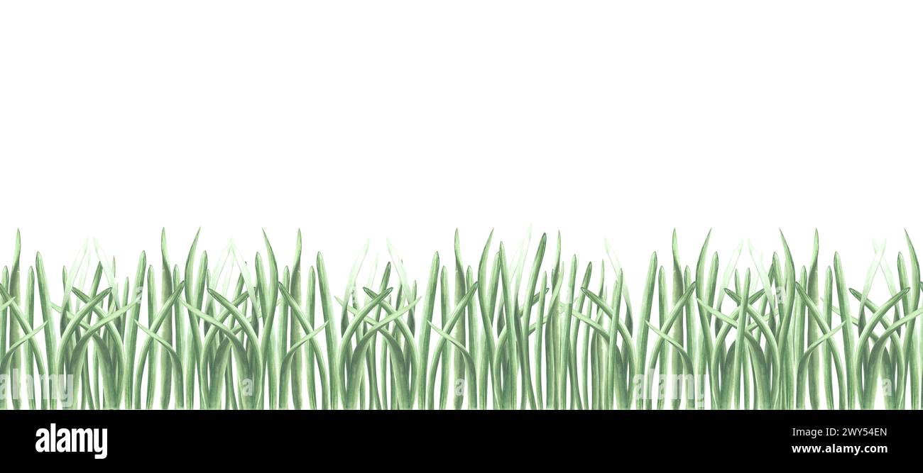 Paysage naturel d'herbe verte, frontière sans couture, motif. Plantes de verdure d'été, bannière horizontale. Illustration aquarelle dessinée à la main herbe de prairie. TEM Banque D'Images