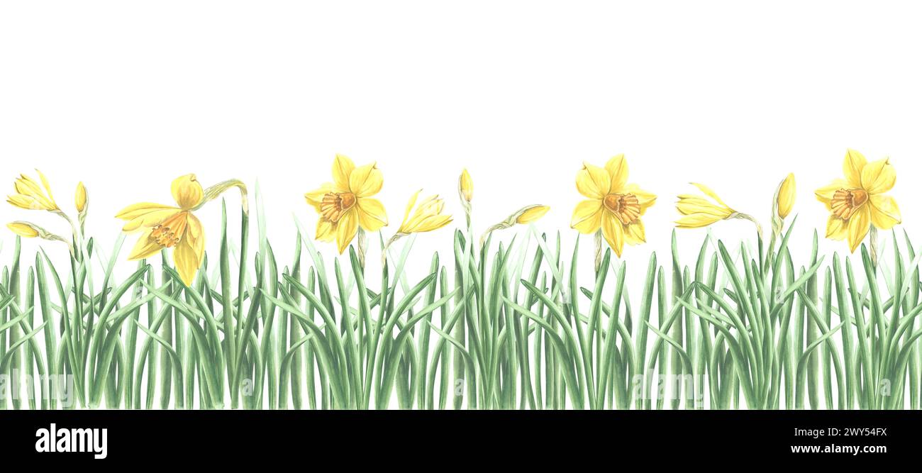 Jonquilles jaunes dans le paysage naturel de l'herbe, frontière sans couture. Fleurs de printemps, bannière horizontale. Plantes de jardin d'illustration d'aquarelle dessinées à la main. Temp Banque D'Images
