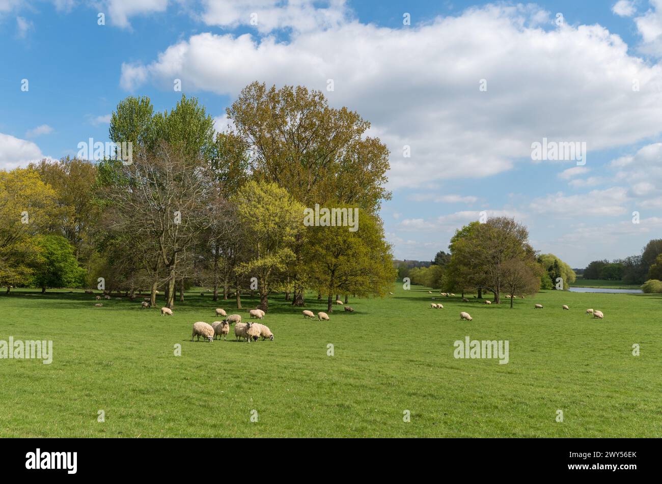 Moutons qui paissent dans un champ en été dans le domaine de Cottesbrooke Hall, Northamptonshire, Royaume-Uni Banque D'Images