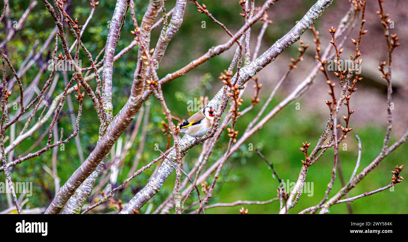 Dundee, Tayside, Écosse, Royaume-Uni. 4 avril 2024. Météo britannique : le temps froid et lumineux du printemps expose un bel oiseau Goldfinch perché sur un pommier de jardin à Dundee, en Écosse. Crédit : Dundee Photographics/Alamy Live News Banque D'Images