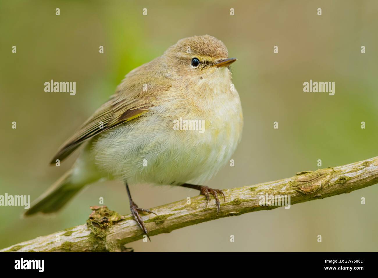 Chiffchaff commun, Phylloscopus collybita, perché, temps d'accouplement, saison de reproduction Banque D'Images