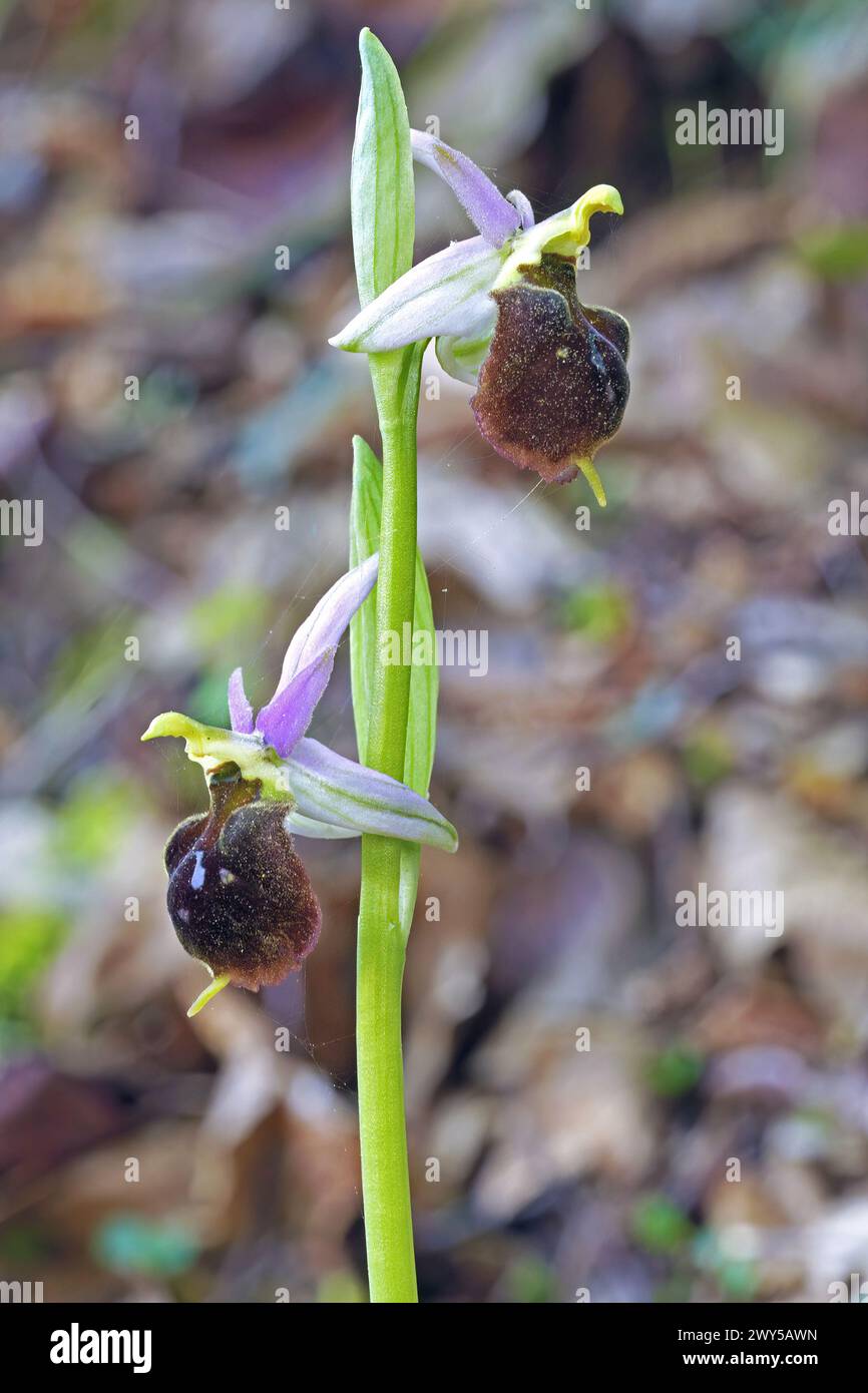 Plante d'orchidée d'araignée tardive en pleine floraison, gros plan, Ophrys holoserica, Orchidaceae Banque D'Images