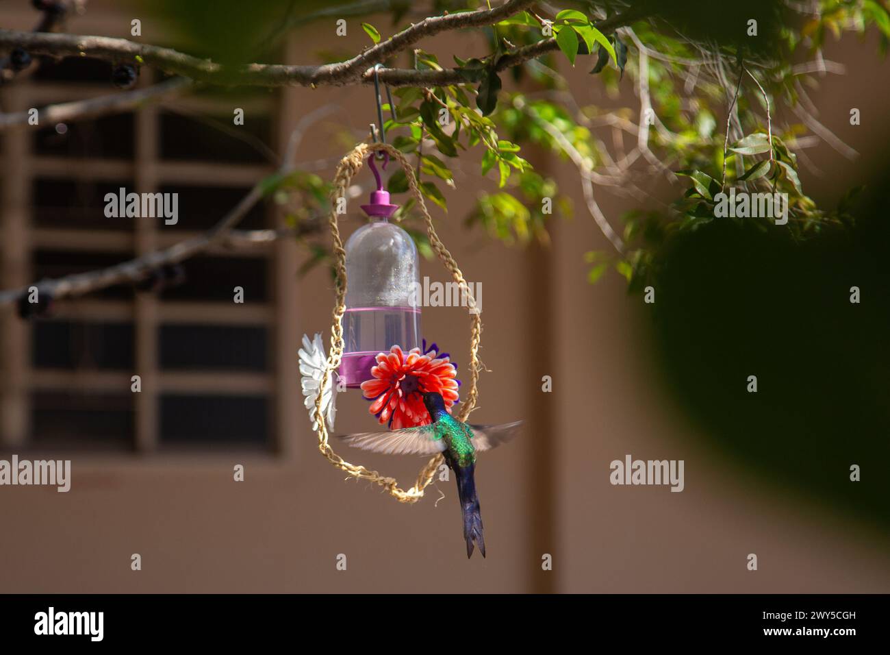 GOIANIA GOIAS BRÉSIL - ABRIL 03 2024 : un colibri buvant l'eau d'une fontaine décorée de fleurs artificielles. Banque D'Images