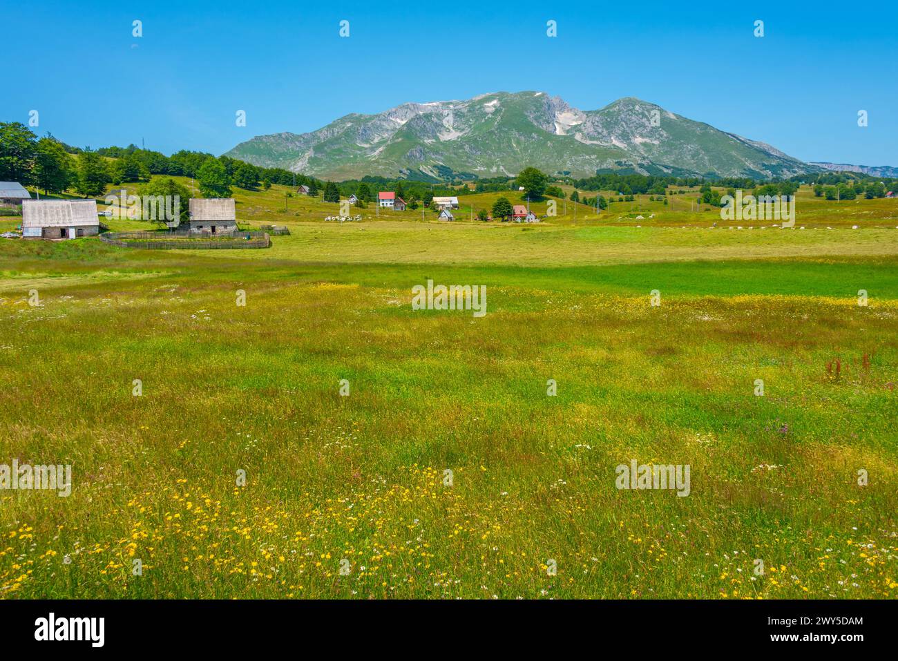 Sommets du parc national de Durmitor vus derrière une prairie, Monténégro Banque D'Images