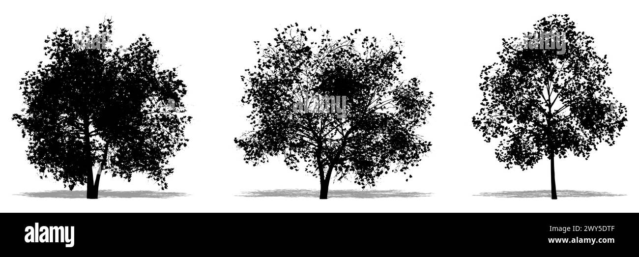 Ensemble ou collection d'arbres Magnolia Flowers comme une silhouette noire sur fond blanc. Concept ou illustration conceptuelle 3D pour nature, planète, ecolo Banque D'Images