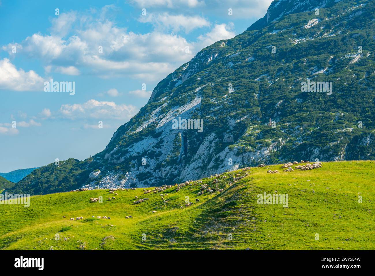 Sommets du parc national de Durmitor vus derrière une prairie, Monténégro Banque D'Images