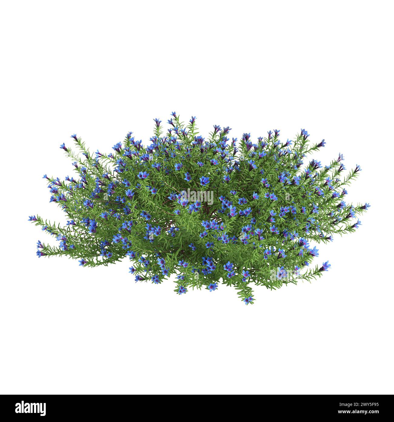 Illustration 3d du buisson Lithodora diffusa isolé sur fond blanc Banque D'Images