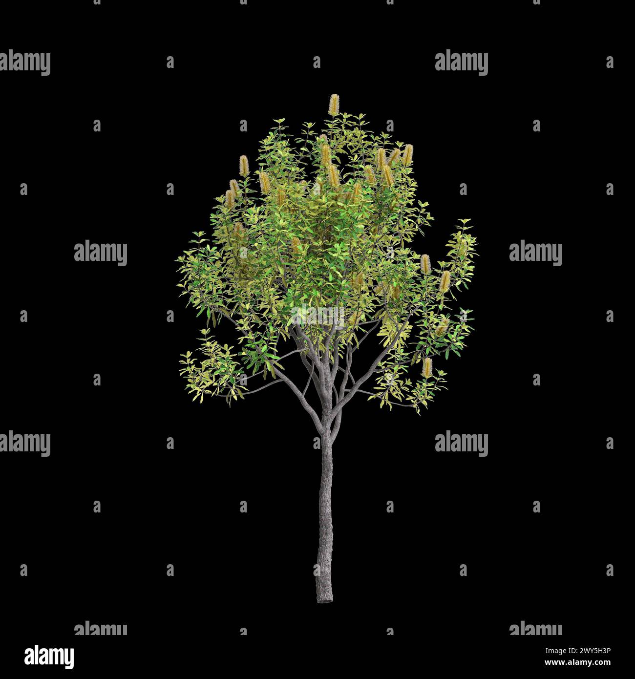 Illustration 3d de l'arbre Banksia Integrifolia isolé sur fond noir Banque D'Images