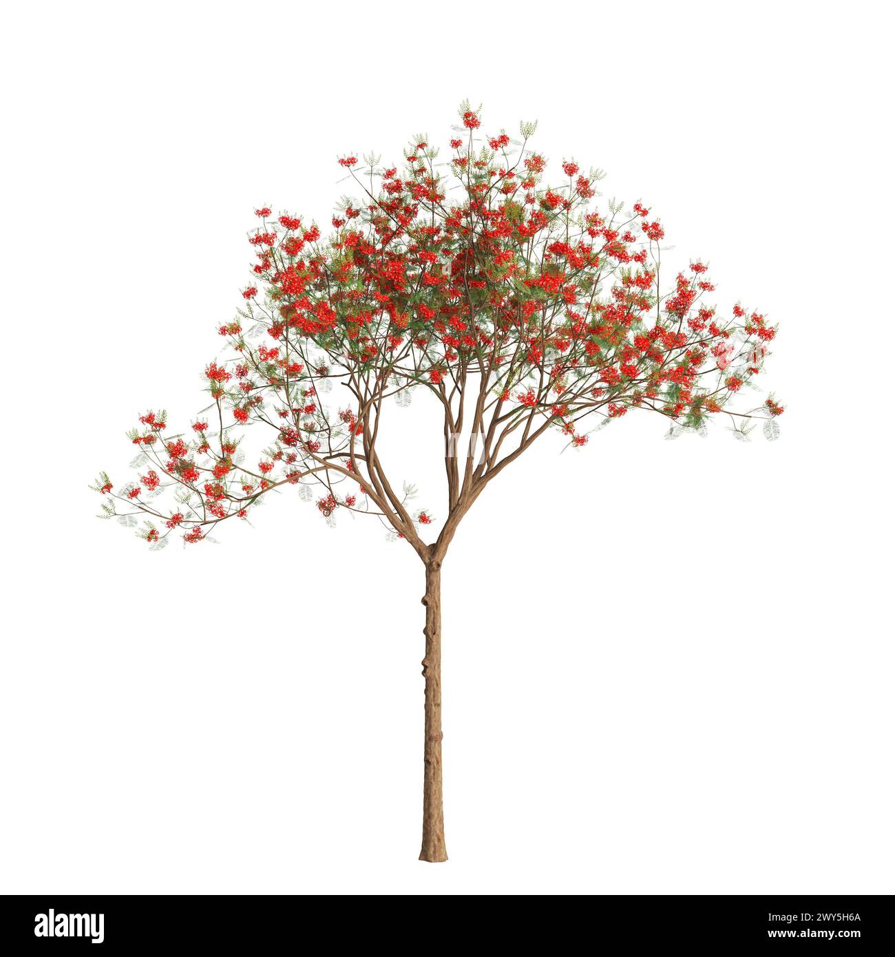 Illustration 3d de l'arbre Delonix regia isolé sur fond blanc Banque D'Images