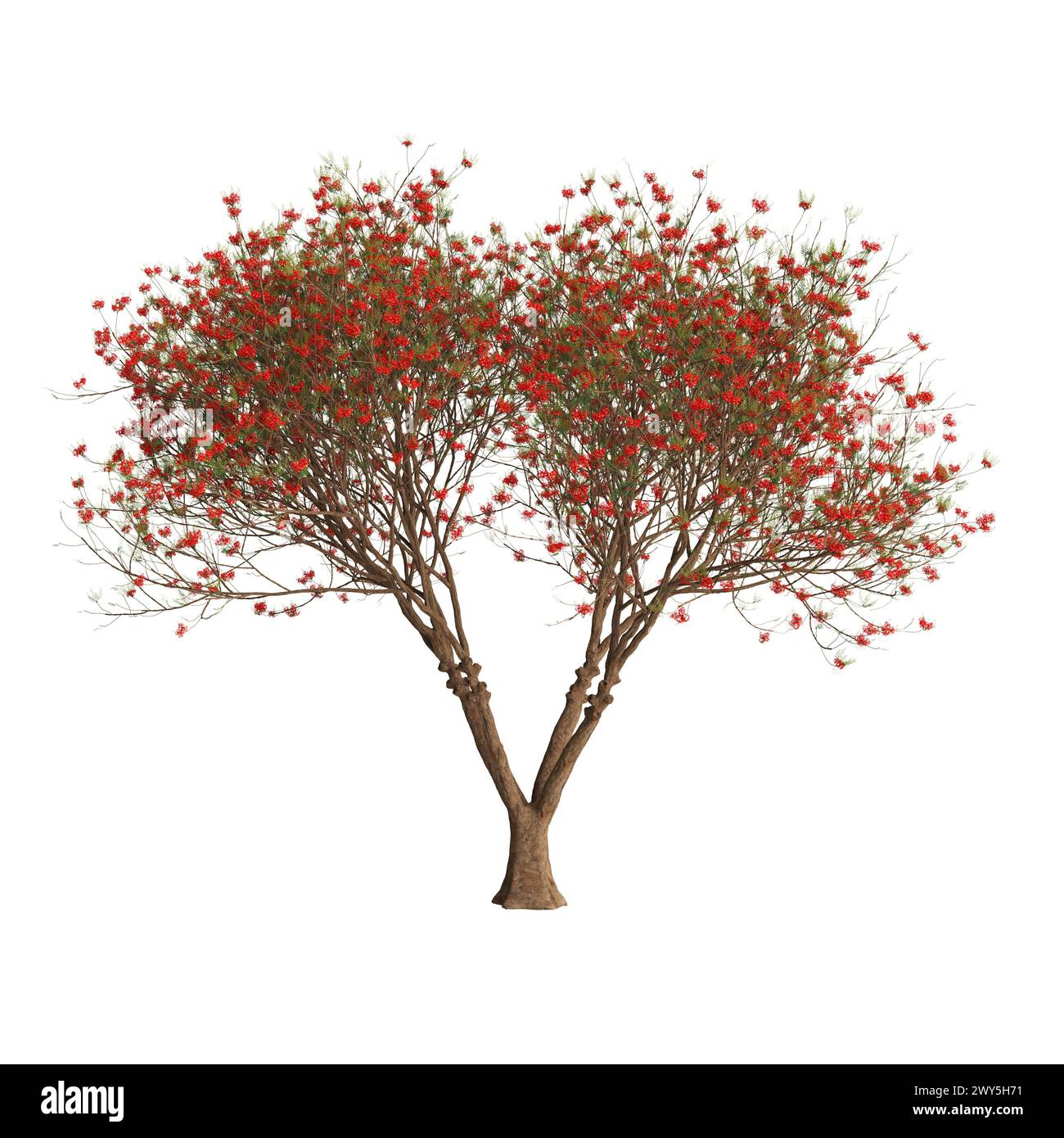 Illustration 3d de l'arbre Delonix regia isolé sur fond blanc Banque D'Images