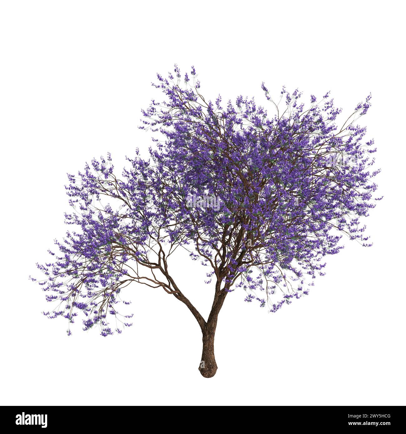 Illustration 3d de Jacaranda mimosifolia arbre isolé sur fond blanc Banque D'Images
