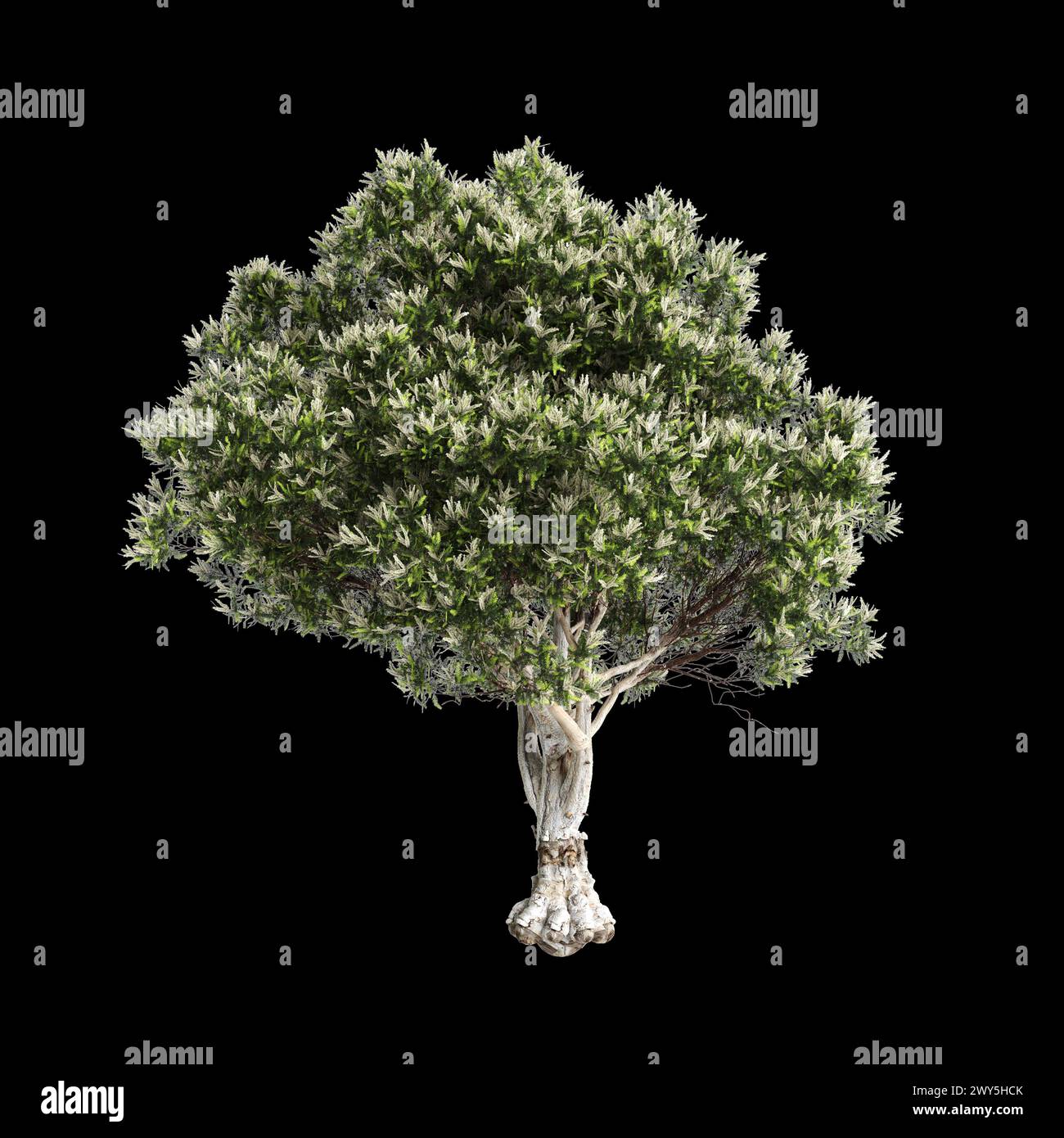 Illustration 3d de l'arbre Melaleuca linariifolia isolé sur fond noir Banque D'Images