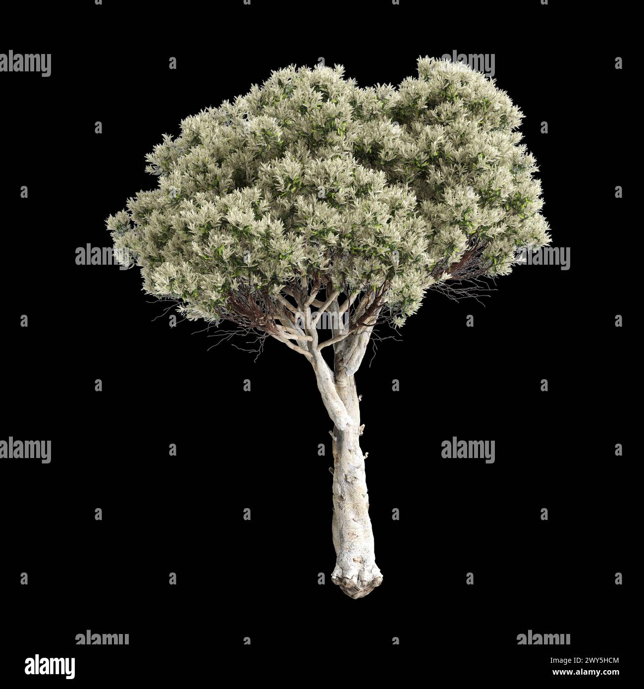 Illustration 3d de l'arbre Melaleuca linariifolia isolé sur fond noir Banque D'Images