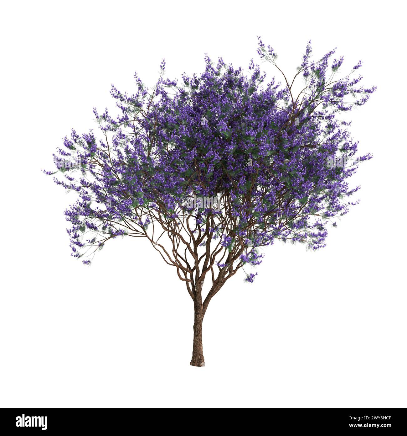 Illustration 3d de Jacaranda mimosifolia arbre isolé sur fond blanc Banque D'Images