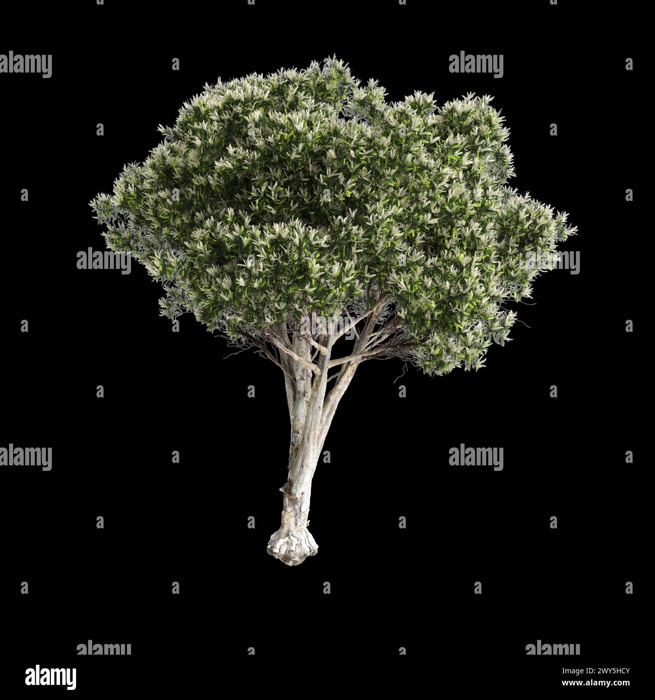 Illustration 3d de l'arbre Melaleuca linariifolia isolé sur fond noir Banque D'Images