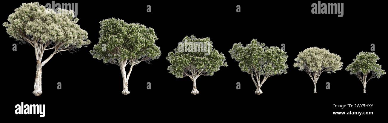 Illustration 3d de l'ensemble Melaleuca linariifolia arbre isolé sur fond noir Banque D'Images