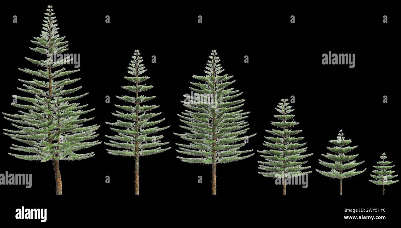 Illustration 3d de l'ensemble Araucaria heterophylla arbre isolé sur fond noir Banque D'Images