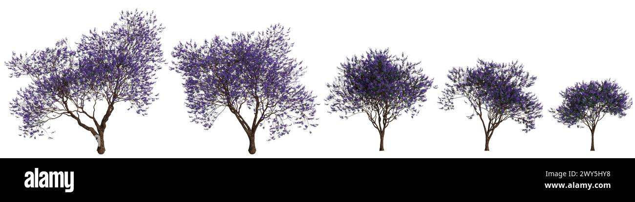 Illustration 3d de l'ensemble Jacaranda mimosifolia arbre isolé sur fond blanc Banque D'Images