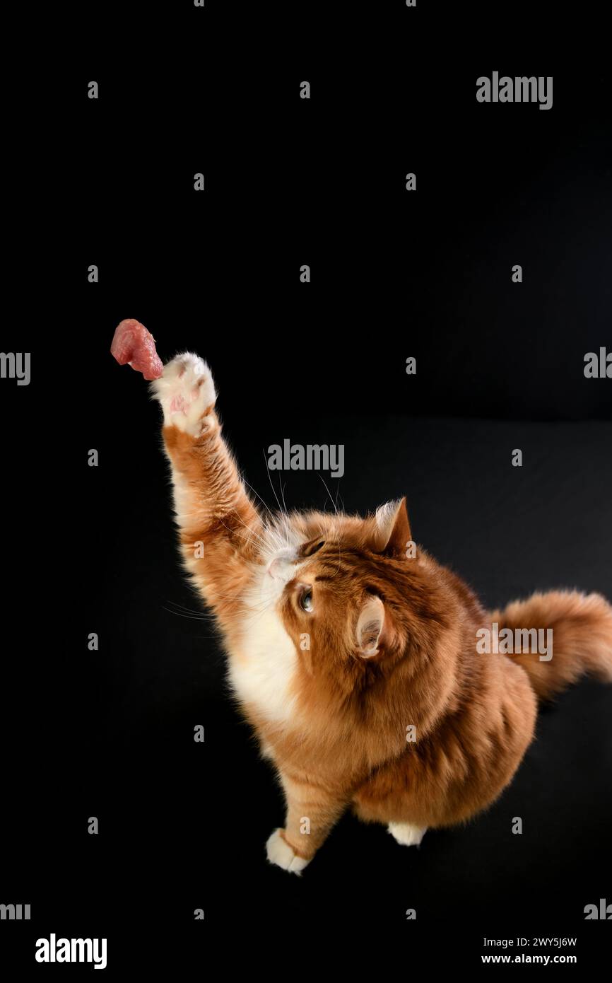 Un chat gingembre attrape un morceau de viande, levant sa patte. Fond noir Banque D'Images