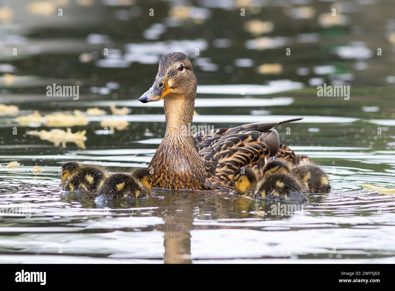 Poule colvert avec des canetons nouvellement éclos (Anas platyrhynchos) ; image prise le premier jour où les bébés sont allés dans un étang Banque D'Images