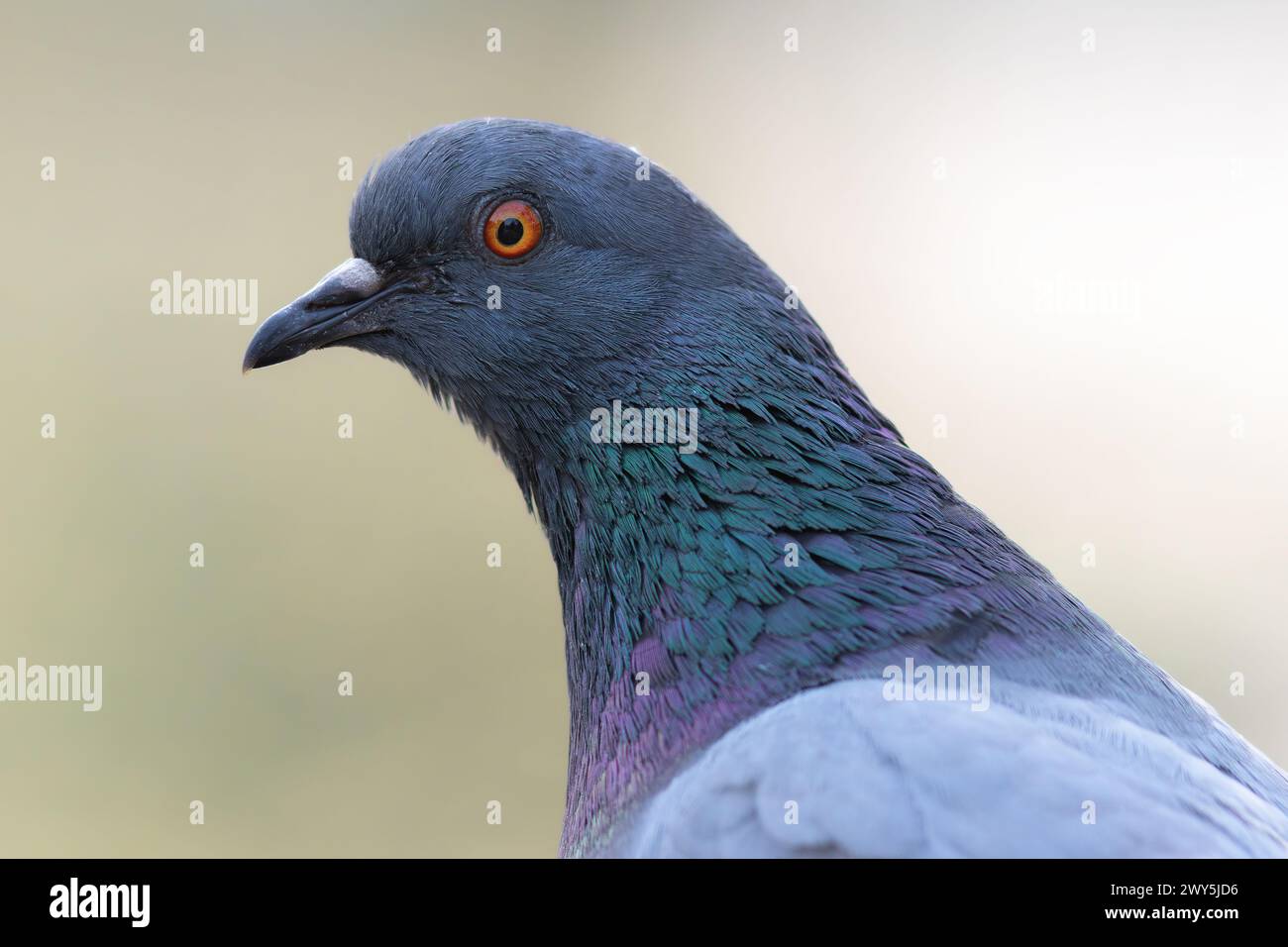 Portrait d'un pigeon sauvage (Columba Livia) Banque D'Images