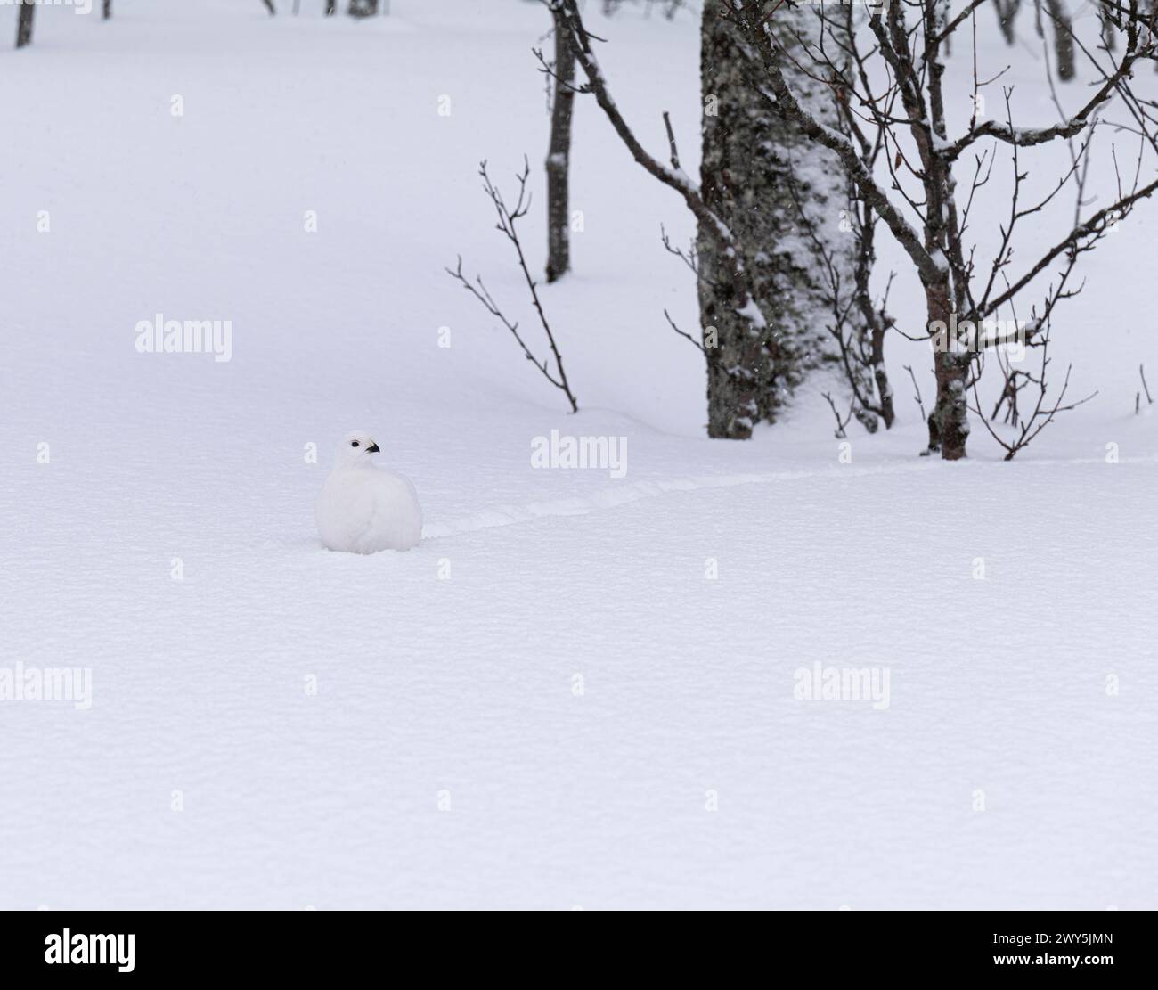 Rock ptarmigan, Lagopus muta, en hiver plumage, Tromso, Norvège. Banque D'Images