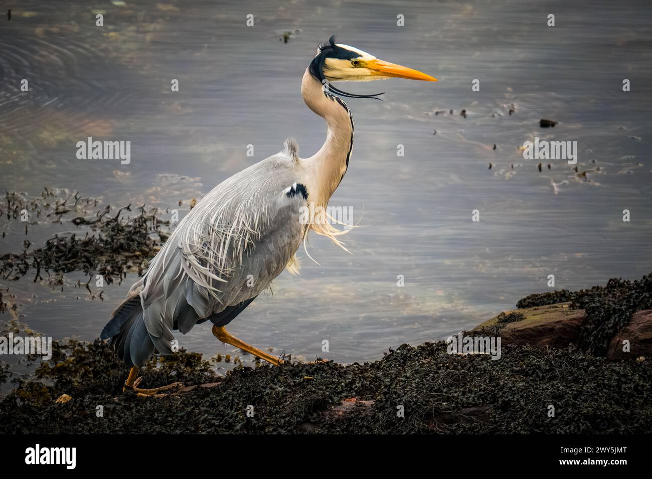 Heron debout sur Loch Sunart, Ardnamurchan Banque D'Images