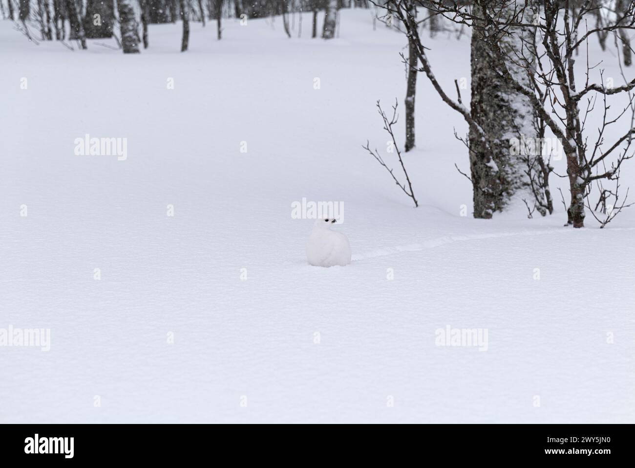 Rock ptarmigan, Lagopus muta, en hiver plumage, Tromso, Norvège. Banque D'Images