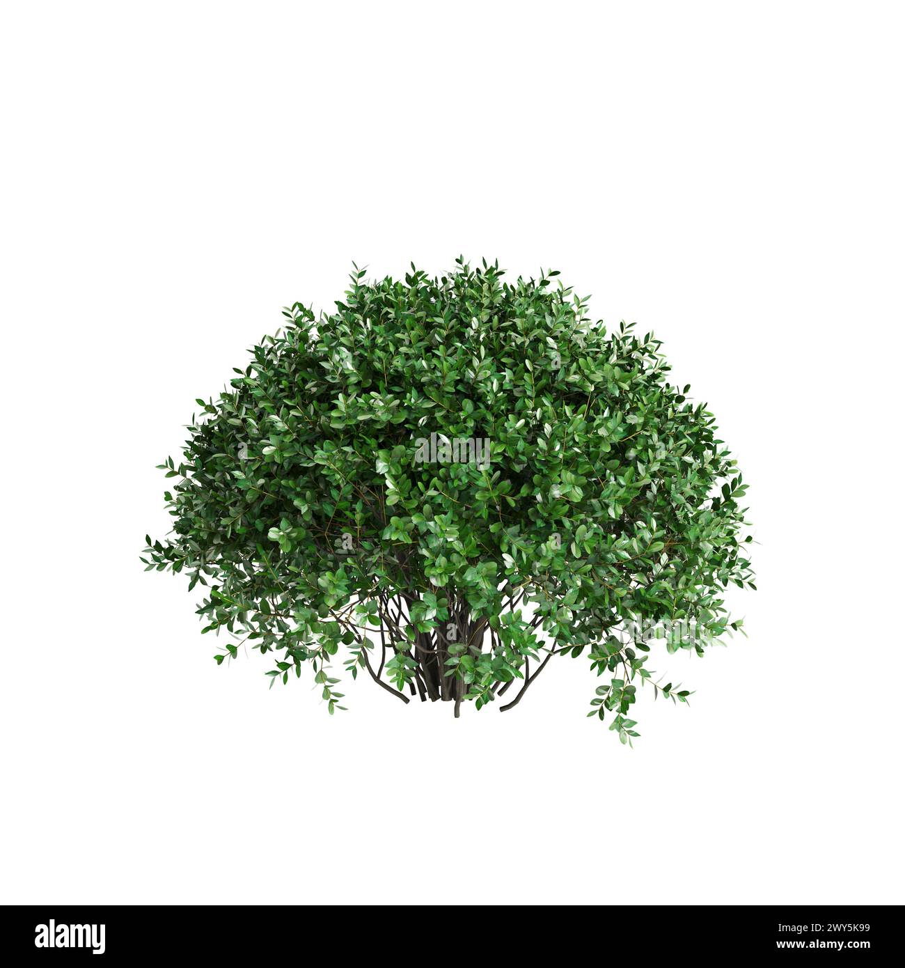 Illustration 3d du buisson Ligustrum ovalifolium isolé sur fond blanc Banque D'Images