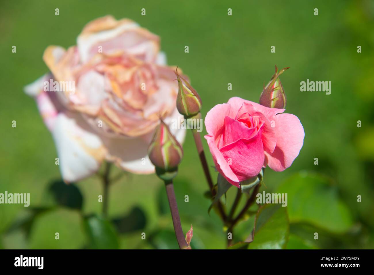 Bouton de rose rose rose et flétri. Voir de très près. Banque D'Images