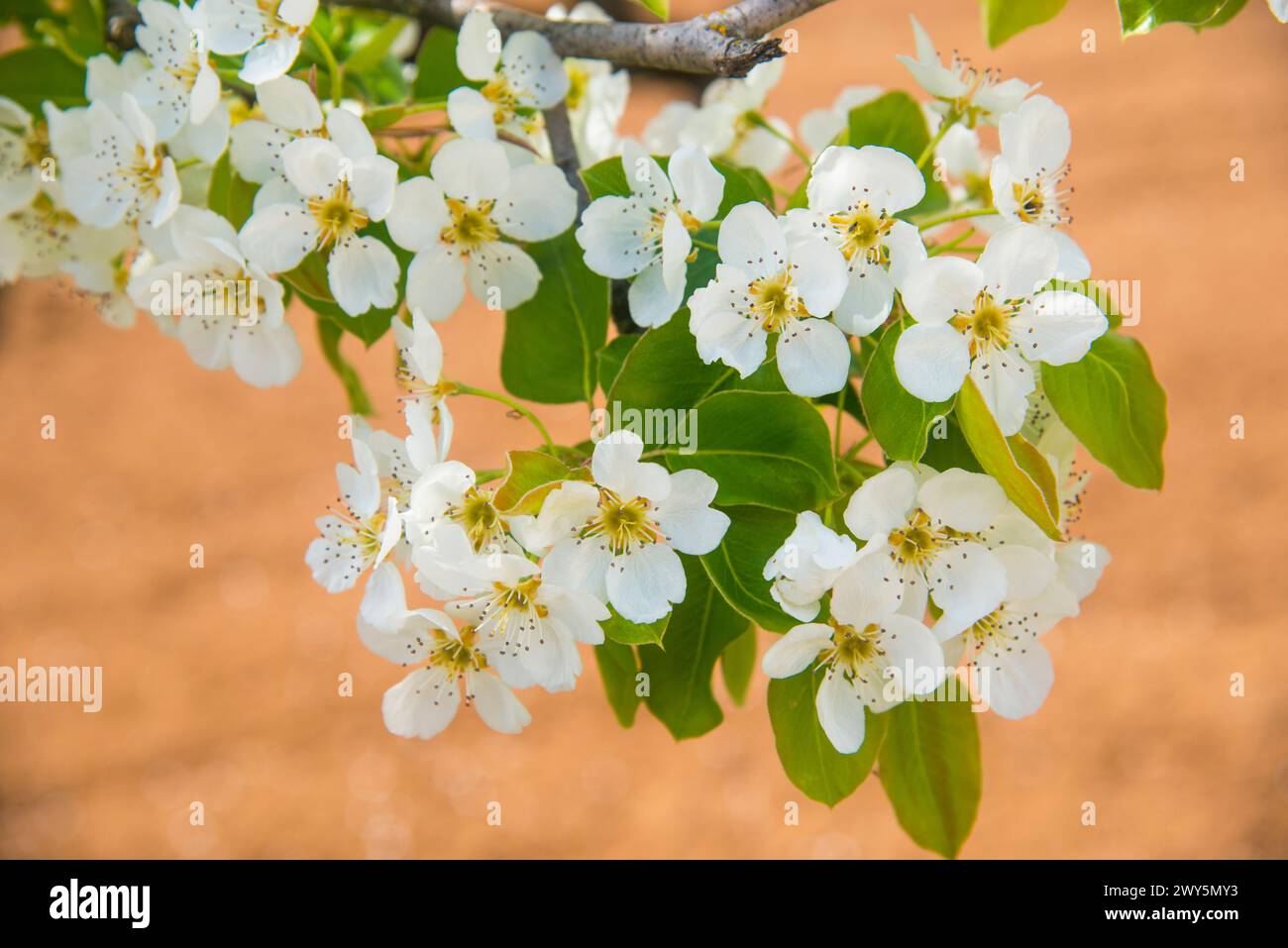 Cerisier fleuri. Banque D'Images