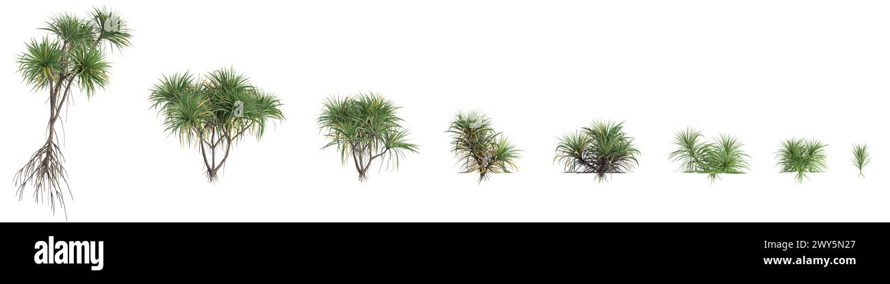 Illustration 3d de l'ensemble arbre Pandanus amaryllifolius isolé sur fond blanc Banque D'Images