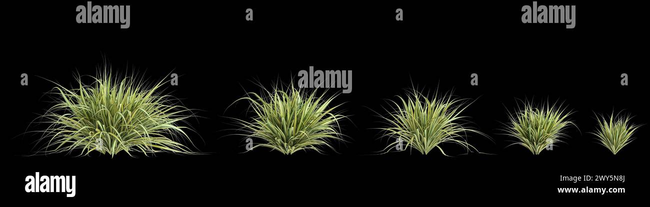 Illustration 3d du buisson Pandanus baptistii variegata isolé sur fond noir Banque D'Images
