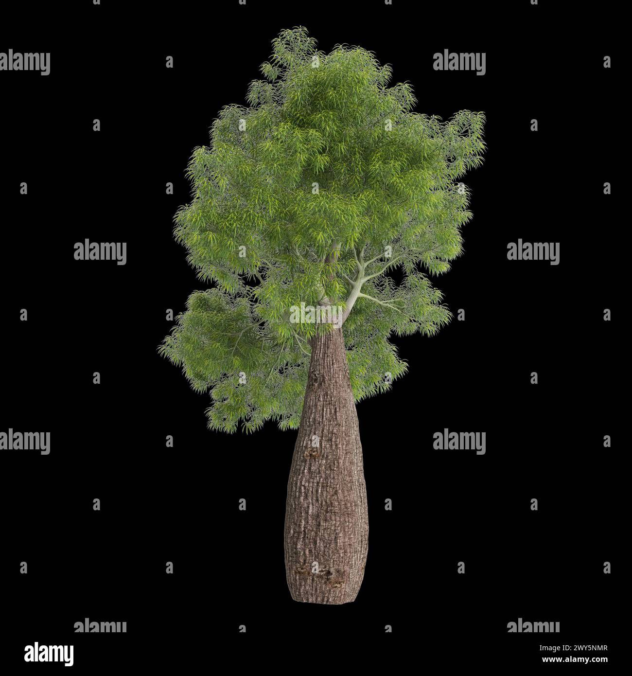 Illustration 3d de l'arbre Brachychiton rupestris isolé sur fond noir Banque D'Images